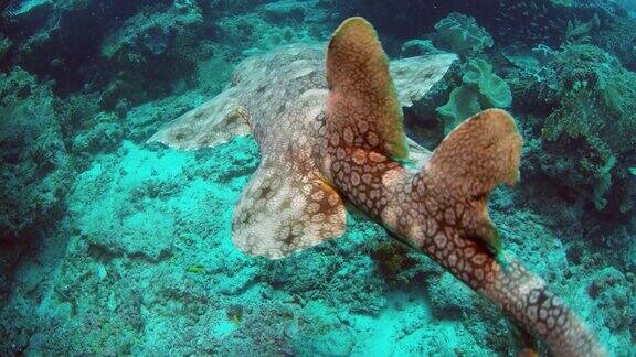 一只流苏斑纹须躺在拉贾安帕的珊瑚礁上
