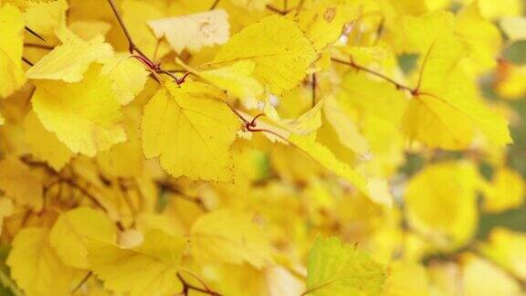 秋风吹落叶黄树在林外