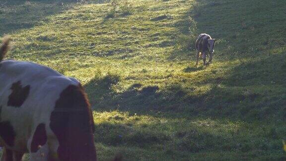 日出时牧场上的一群奶牛