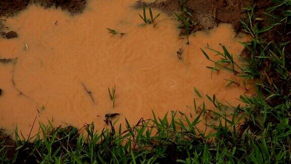 红湿土