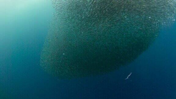 水下沙丁鱼群的镜头