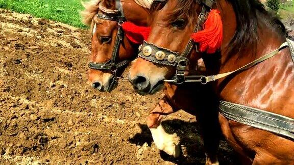 两匹健壮的栗色马套着马具在农田里犁地