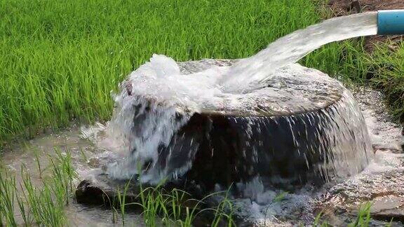水从管子里流进绿色稻田里的混凝土盆里