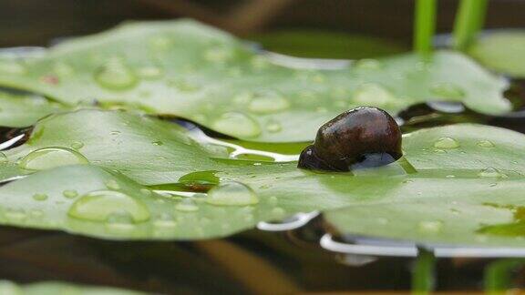 河塘里的蜗牛爬在睡莲的叶子上