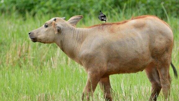 水牛正在田野里吃草