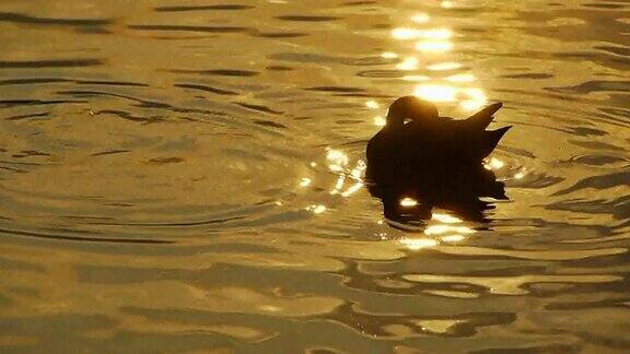 在金色的夕阳下鸭子和鱼