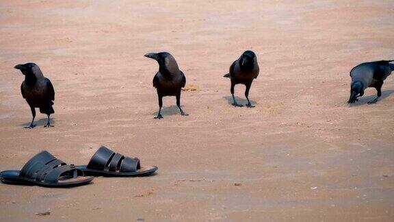 四只黑乌鸦坐在海滩的沙滩上旁边是黑色的拖鞋