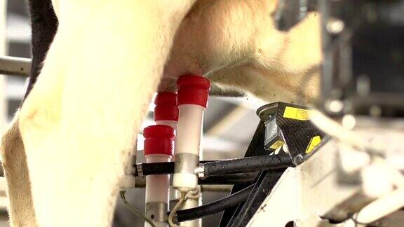 挤奶机器人在奶牛农场-DOLLY运动