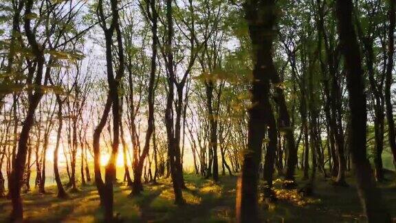 傍晚茂密的森林高大的树木和明亮的黄色阳光在日落时照耀在地平线上