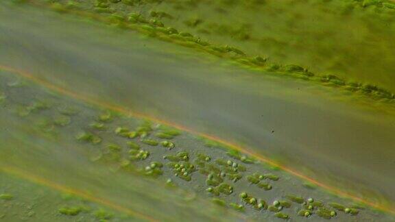 显微镜的藻类