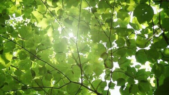 耀眼的阳光透过树冠特写