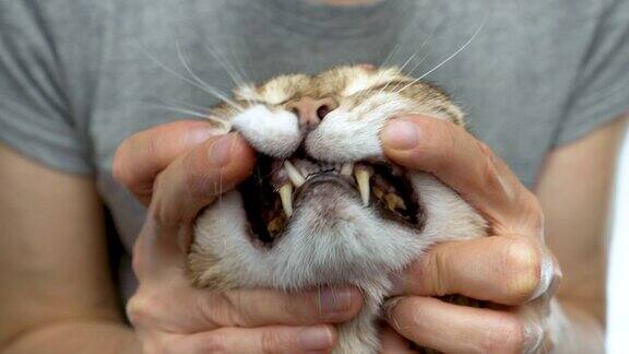 主人检查她的宠物猫的牙齿