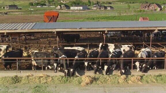 奶牛场喂食时间-无人机拍摄