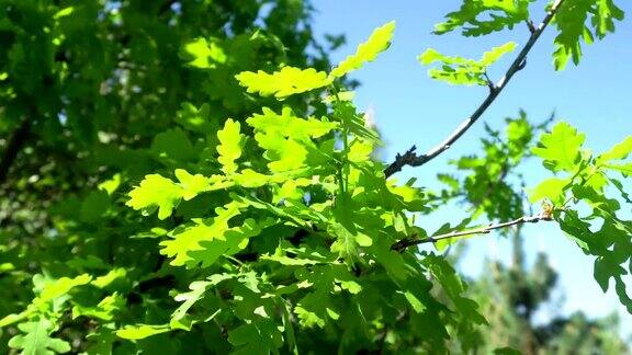 阳光下嫩绿的橡树叶