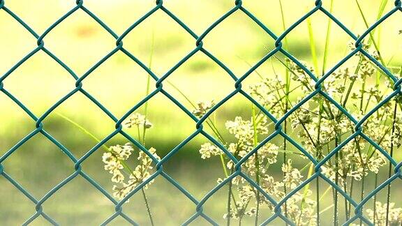 篱笆后面的草和花