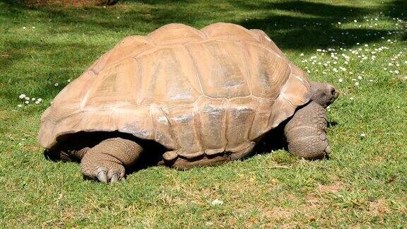 巨龟吃草亚达伯拉龟