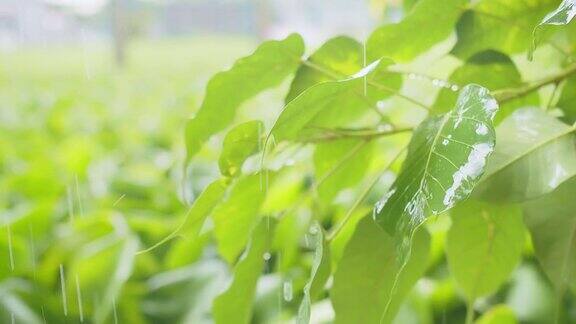雨水滴在绿叶上