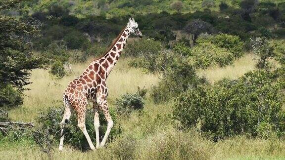 在肯尼亚索西亚野生动物草原上独自行走的长颈鹿-中镜头