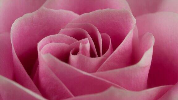 美丽盛开的粉红玫瑰特写