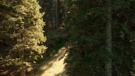 空中山地自行车手在阳光下的森林小径上骑行