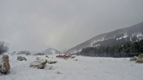 一群鹿在冬季雪地上觅食