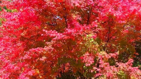 树叶的颜色变化秋天的枫