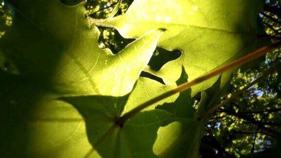 阳光照在枫树的绿叶上是那么明亮
