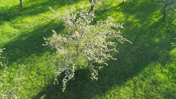 白苹果树开花了