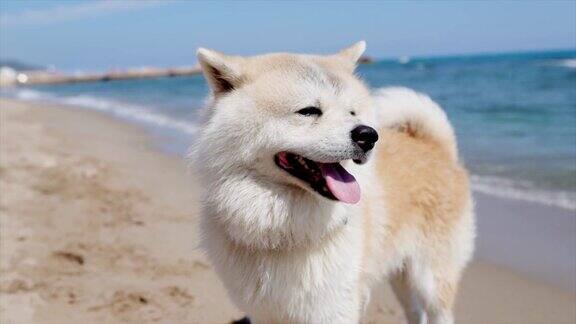 在狗沙滩上的秋田犬