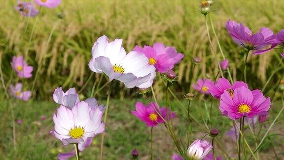 风景优美的日本花