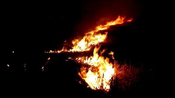 夜间森林起火
