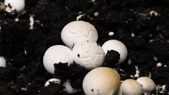 香菇生长时间长新鲜的香菇在温室发芽