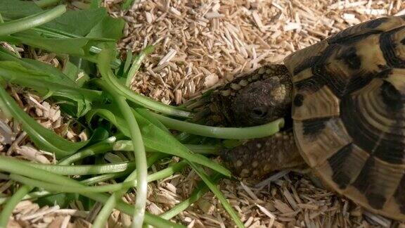 小乌龟吃近了