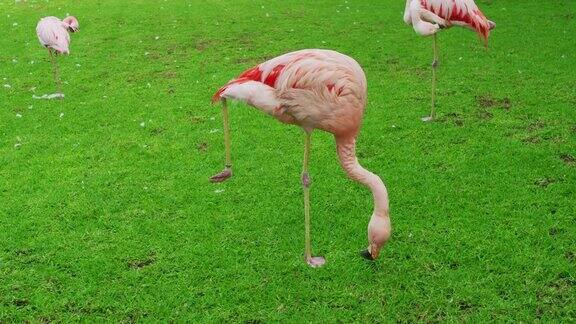 粉红火烈鸟单爪站立在草地上寻找食物