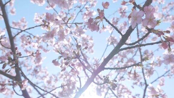 日本东京昭和纪念公园的河津樱花