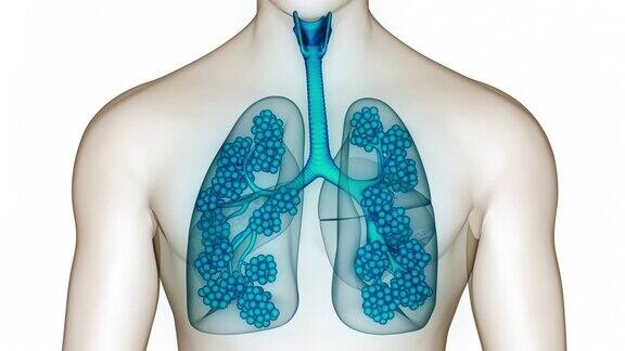 人体呼吸系统肺泡解剖动画概念肺