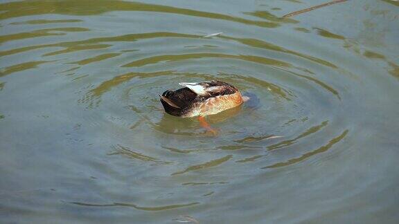 鸭子在水里游泳寻找食物