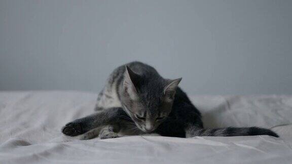 斑纹成年猫躺在床上舔爪子
