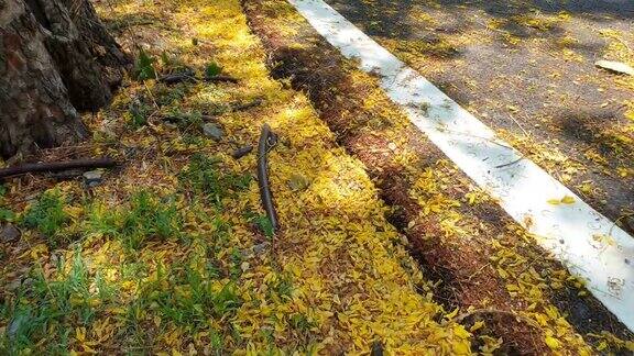 黄花落在路上