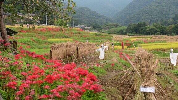 秋日寺坂梯田位于琦玉县秩父市