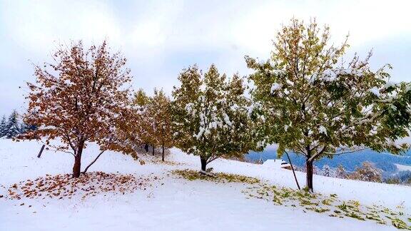 初冬身后白雪覆盖的树叶