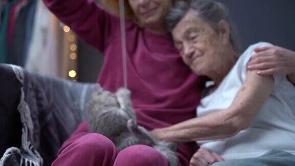 退休老人和动物宠物家养好玩的动物和老妈妈和老女儿坐在家里的沙发上基蒂疗法灰虎斑苏格兰直猫抓住玩具上的绳子和家人