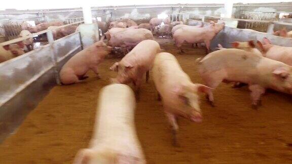 农场围栏里的一群猪在嬉戏玩耍