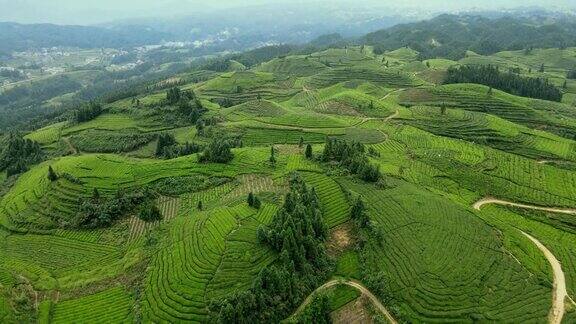 鸟瞰山上的茶园