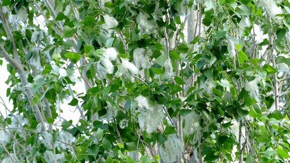 白杨树上的花粉在春天的月份里