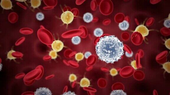 红细胞和白细胞