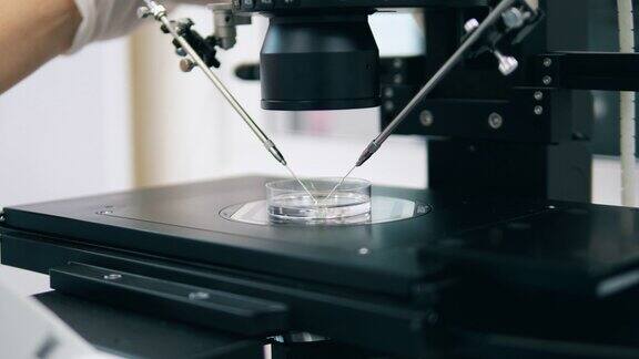 试管受精在实验室进行的体外受精过程液体物质正在显微镜下分析