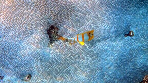 在泰国安达曼海的铜带蝴蝶鱼或长鼻子的蛤蜊鱼美丽的彩色黄色条纹鱼游在热带珊瑚海洋野生动物水下视频