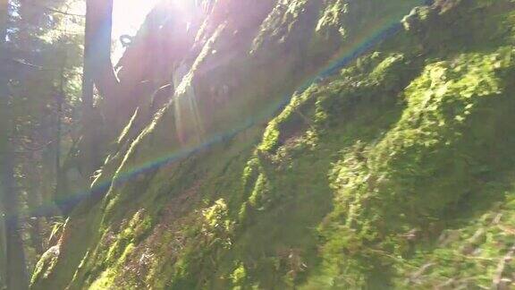 森林岩石上的绿色苔藓与日光神器