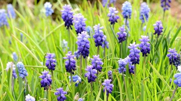 春天蓝葡萄风信子在花坛风吹过花丛